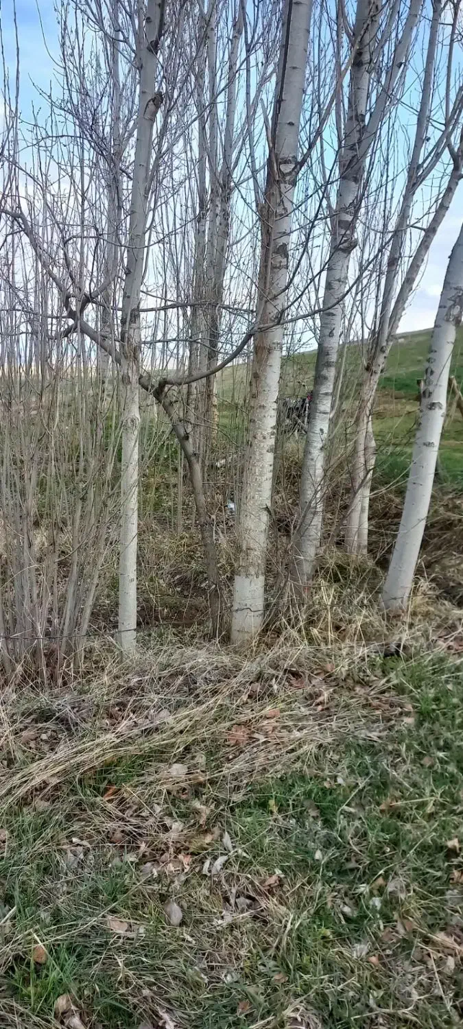 خرید چوب تر و خشک|خدمات باغبانی و درختکاری|مشگین شهر, |دیوار