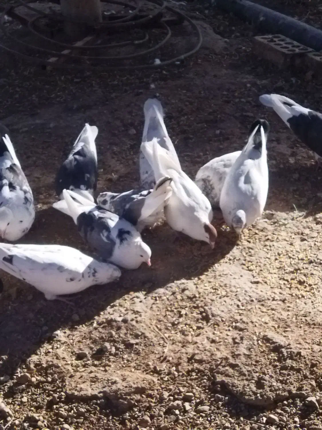 کبوتر|پرنده|خرم‌آباد, |دیوار