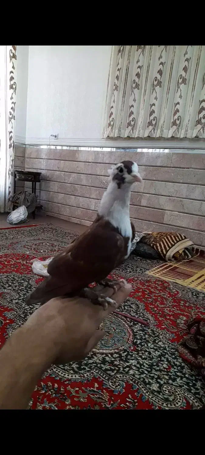 گلی سرسفیدکلایی دستی رام(کفتر|پرنده|رفسنجان, |دیوار