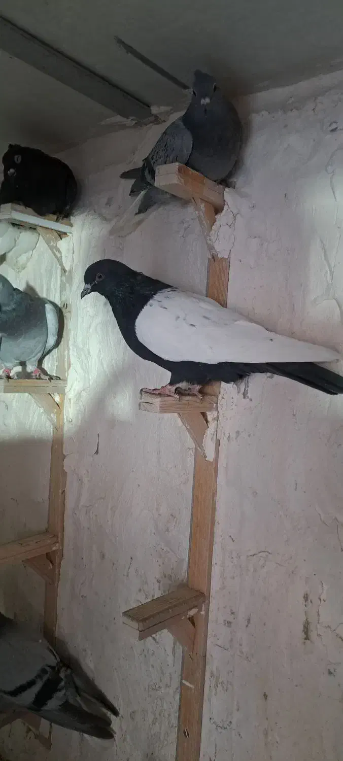 سینه سیاه دوکت سفید پریده کبوتر|پرنده|کرمان, |دیوار