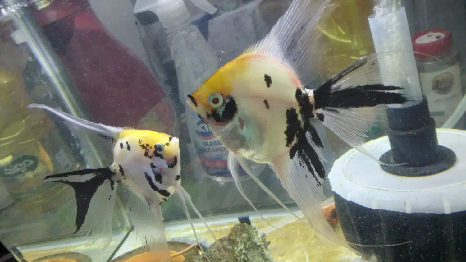 ماهی آنجل|ماهی|تبریز, |دیوار