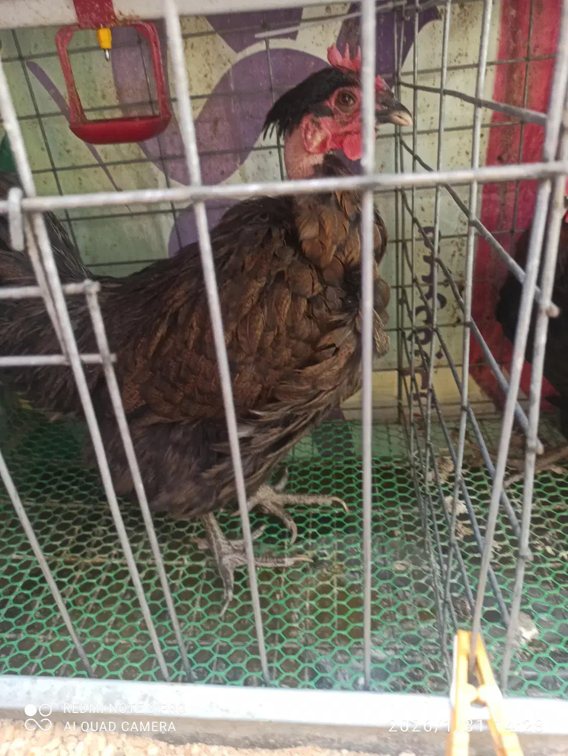 مرغ محلی|حیوانات مزرعه|قم, هنرستان|دیوار