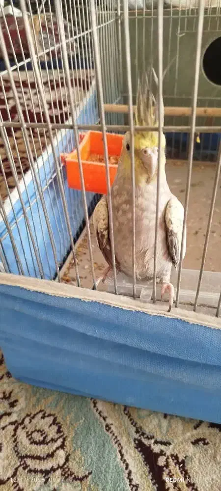 یک جفت عروس هلندی|پرنده|خمینی‌شهر, |دیوار