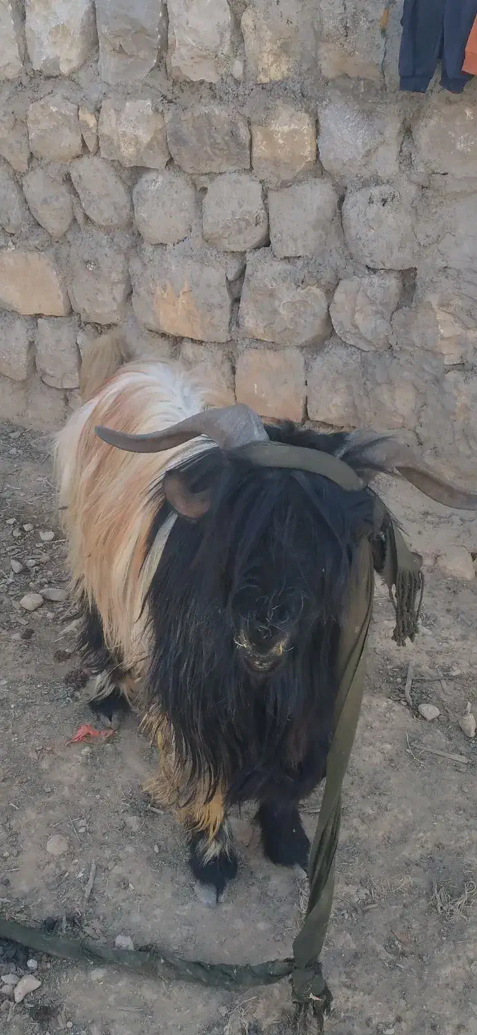 بهده سرحال|حیوانات مزرعه|اندیکا, |دیوار