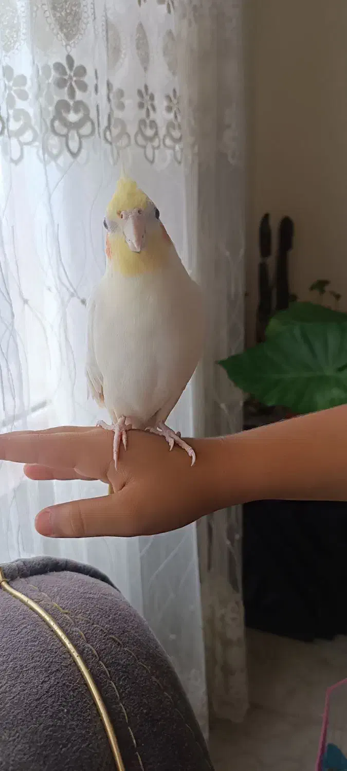 طوطی هلندی زرنگ و اهلی|پرنده|آستارا, |دیوار