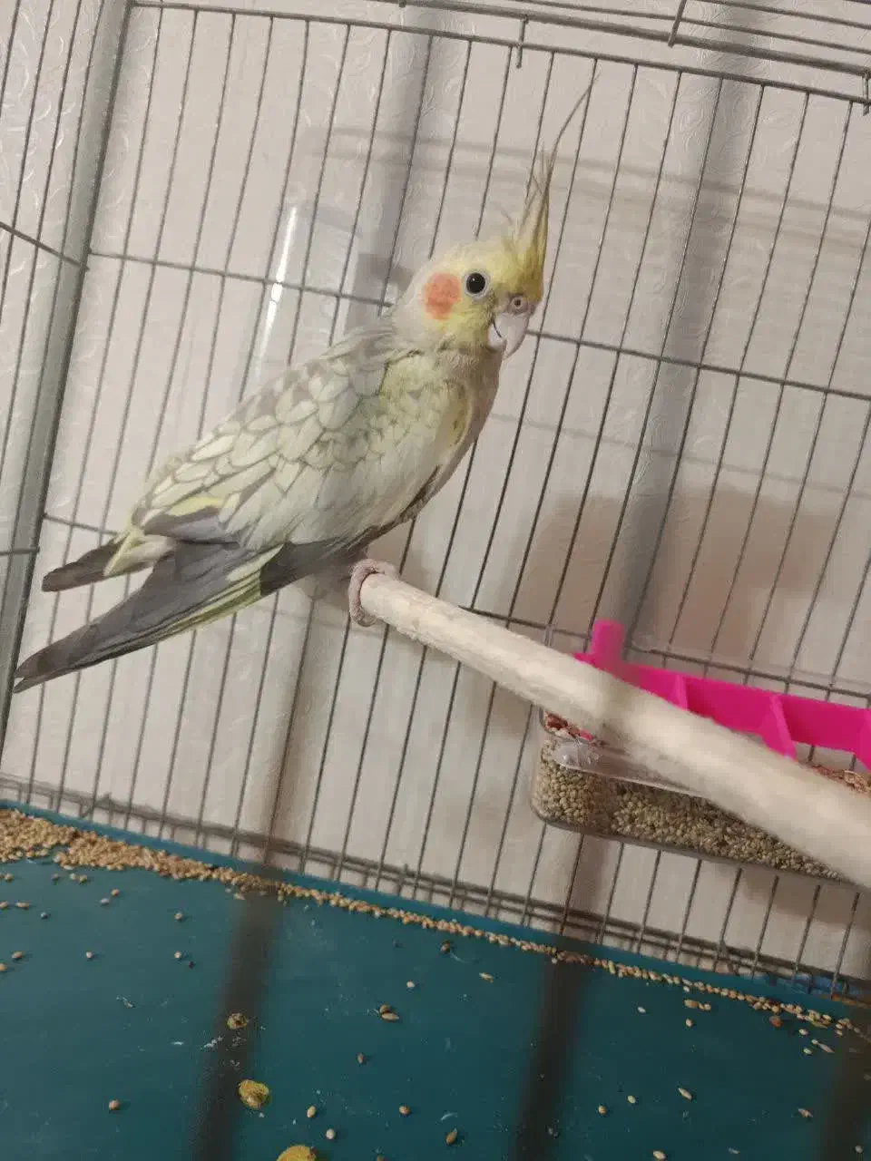 سه عدد هلندی|حراج|قم, پردیسان|دیوار