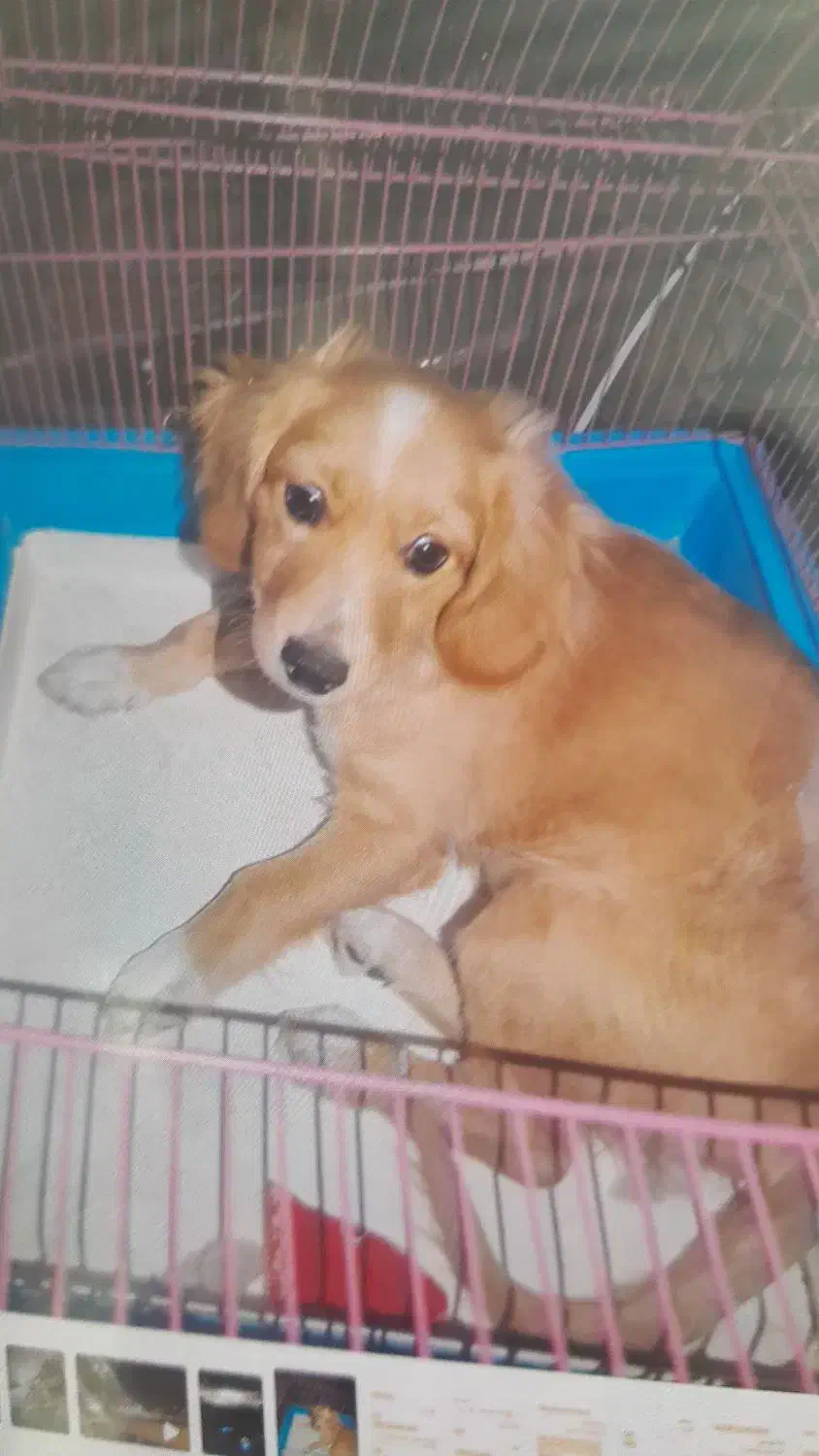 سگ خارجی فروشی|سگ|دهدشت, |دیوار