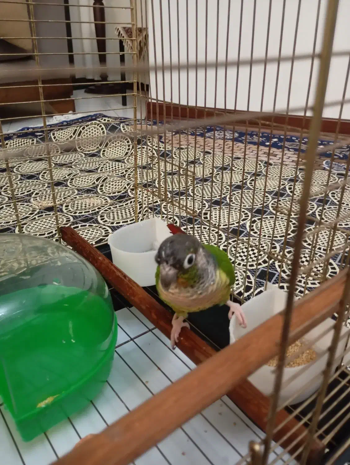 گرینچیک|پرنده|تهران, شمشیری|دیوار