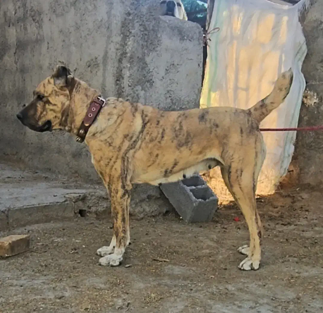 ماده رخ|سگ|کبودرآهنگ, |دیوار