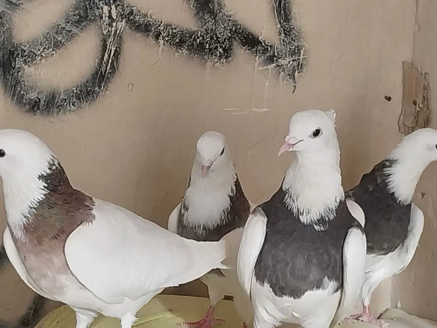 کبوتر|لوازم جانبی حیوانات|کبودرآهنگ, |دیوار