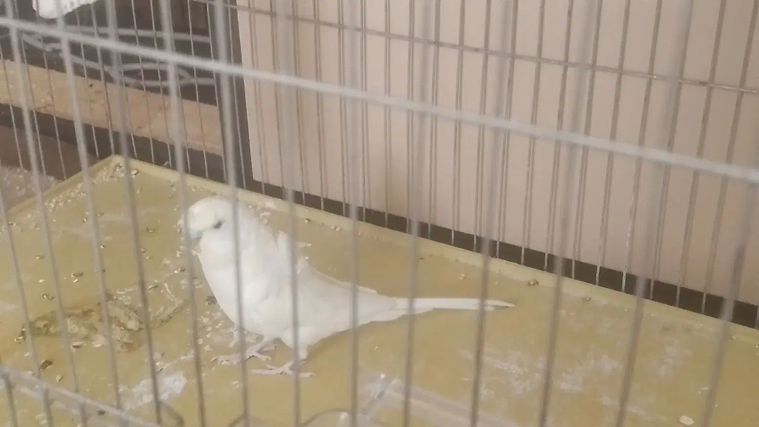 فروش مرغ عشق پروانه ای نر اماده|پرنده|سیستان, |دیوار