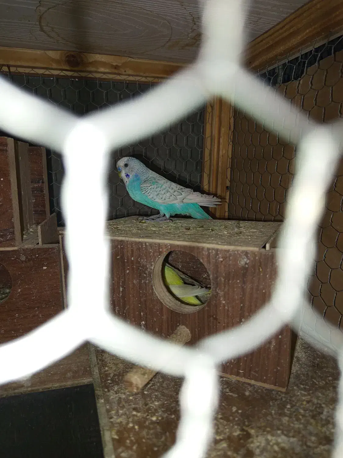 ۳جفت مرغ عشق رنگین کمانی وزرد هلندی خوشکل|پرنده|کرمان, |دیوار