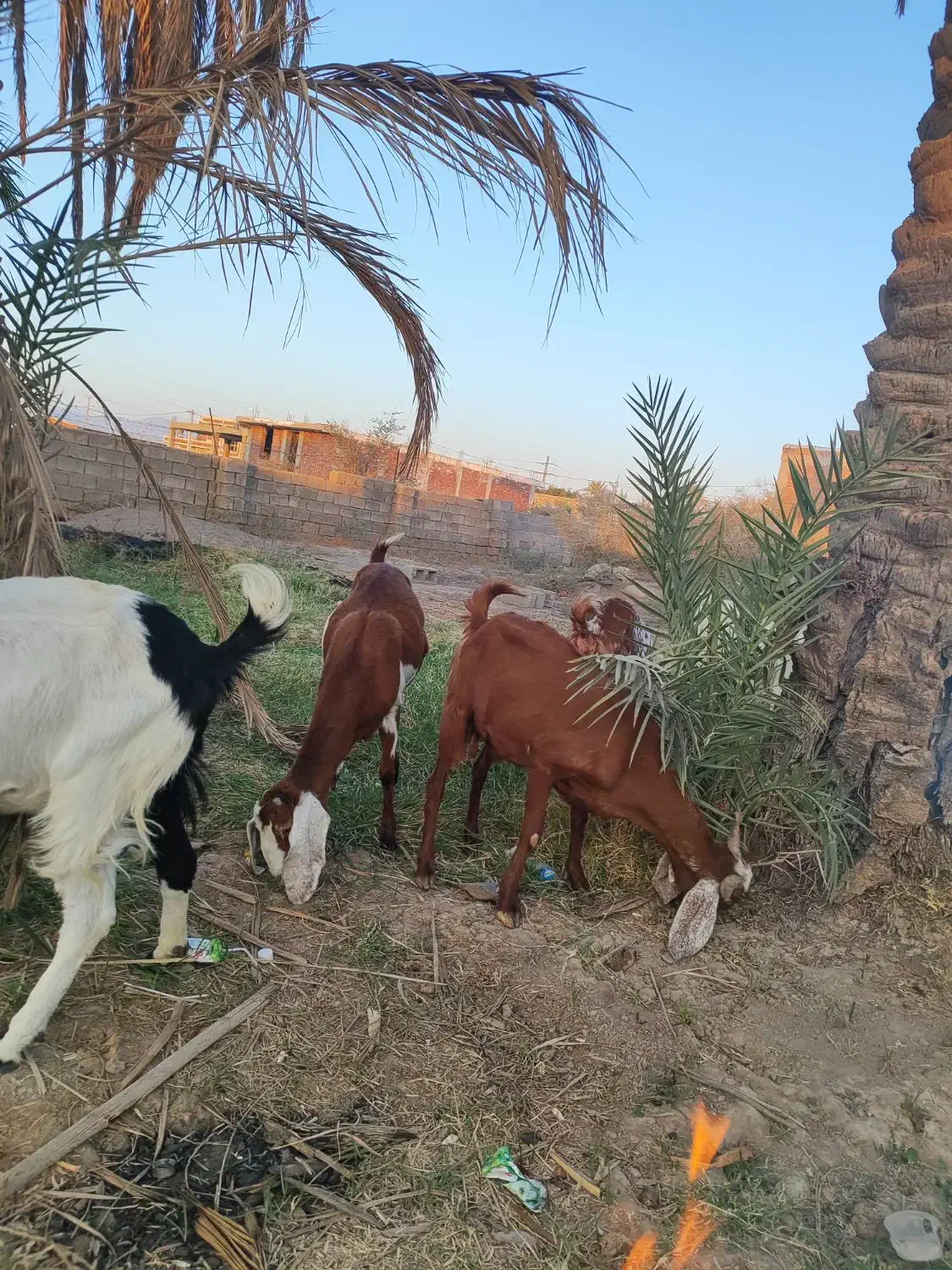 7راس بز پاکستانی ابستن|حیوانات مزرعه|جیرفت, |دیوار