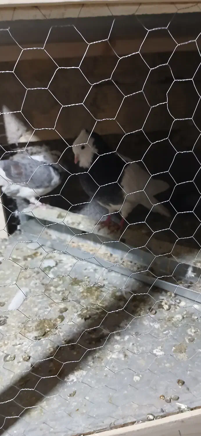 کبوتر|پرنده|منج, |دیوار