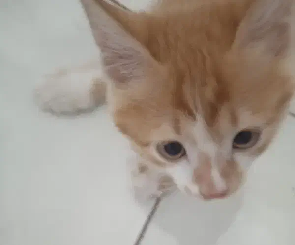 واگذاری بچه گربه|گربه|کرمان, |دیوار