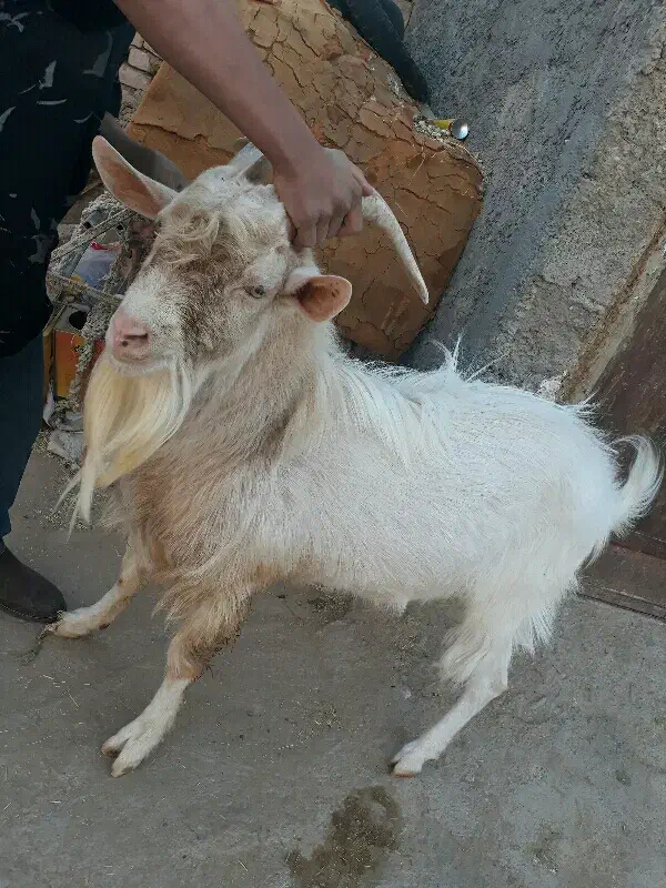 تکه سانن|حیوانات مزرعه|درمیان, |دیوار