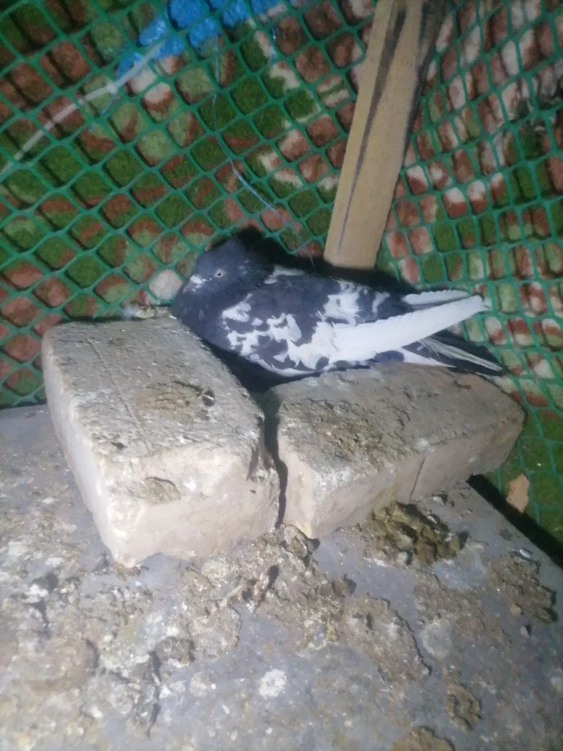 کفتر|حیوانات|مرودشت, ژیان|دیوار