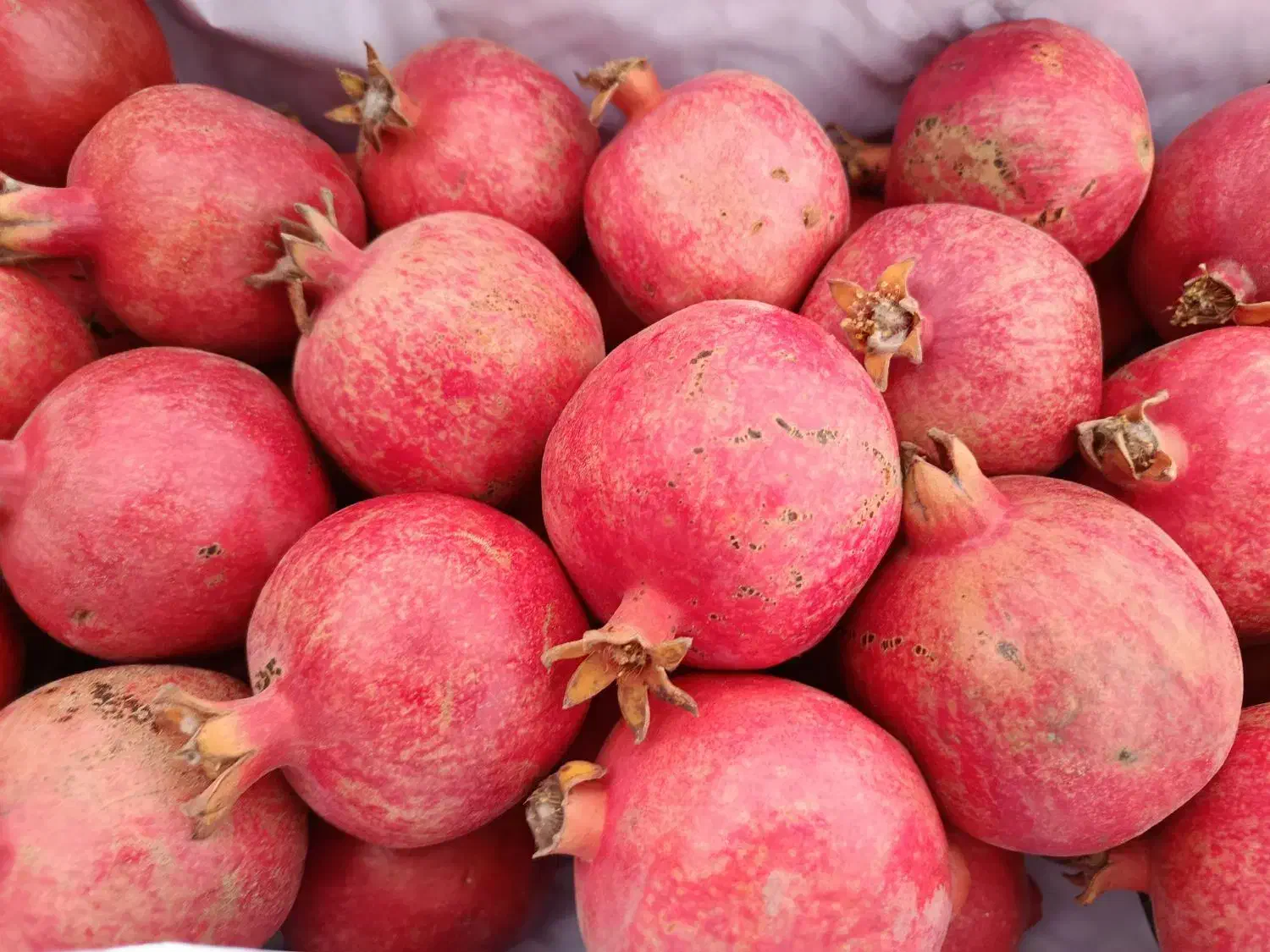 انار درجه یک|خوردنی و آشامیدنی|طبس, |دیوار