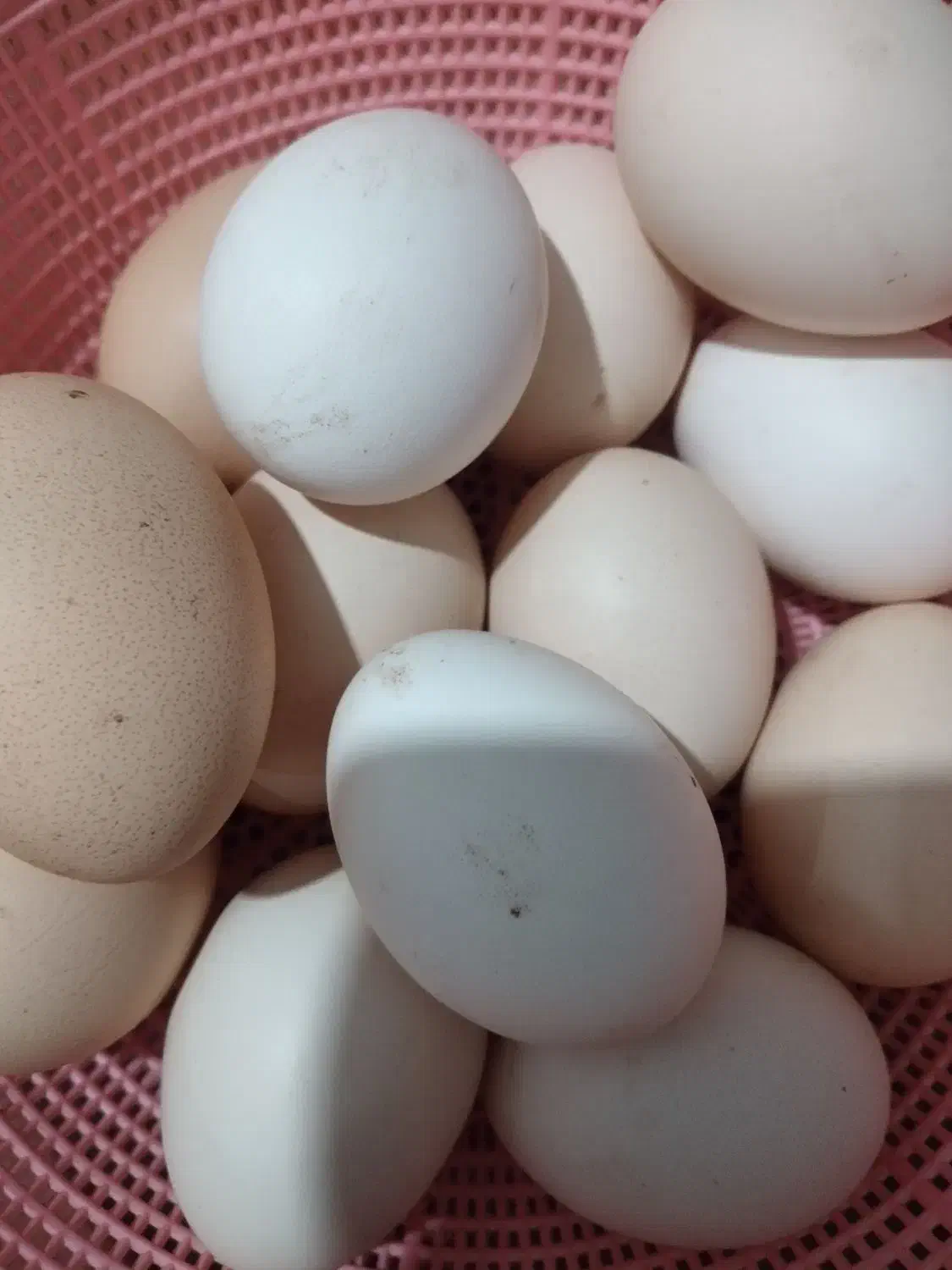 تخم مرغ محلی|خوردنی و آشامیدنی|رشت, پیرکلاچای|دیوار