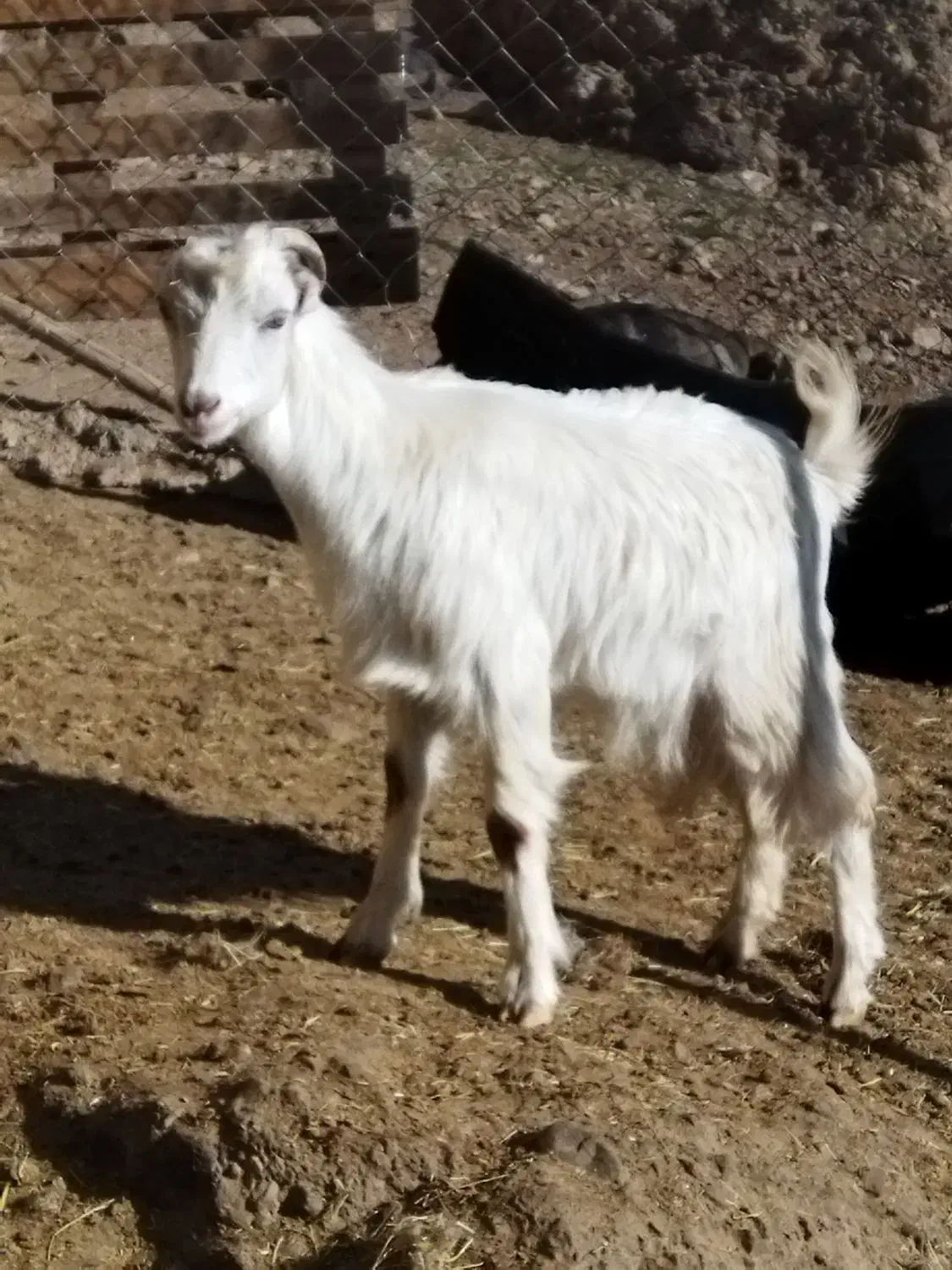 بزغاله های نر ماده پرگوشت چاق برای قربانی|حیوانات مزرعه|ماکو, |دیوار