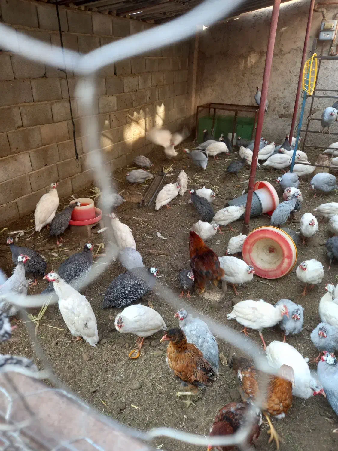 دستگاه جوجه کشی و مرغ شاخدار|حیوانات مزرعه|پیشوا, |دیوار