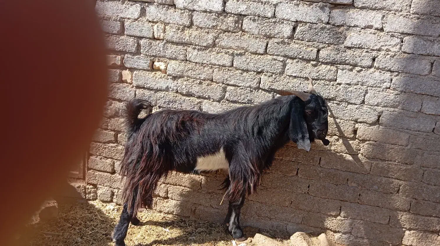 دوبر مشکی|حیوانات مزرعه|جنت, |دیوار