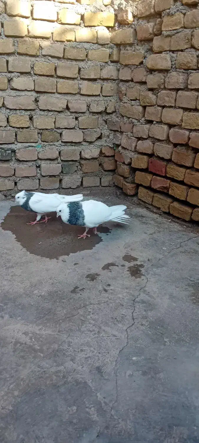 یک جفت طوقی هفرنگ|حیوانات|سبزوار, صالح آباد|دیوار