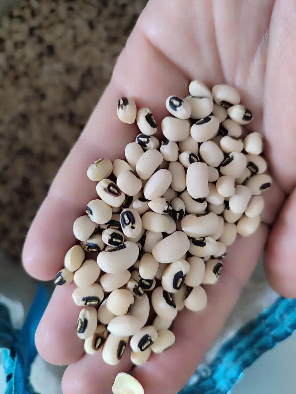 فروش لوبیا فردا در شهر ایلام درجه ۱|خوردنی و آشامیدنی|دره شهر, |دیوار