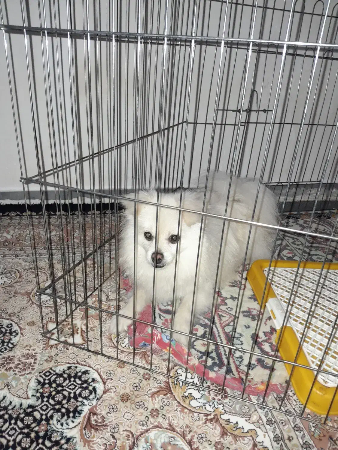 سگ پامری نر چهار ماهه هست قیمت اا میلیون|سگ|پارسآباد, |دیوار