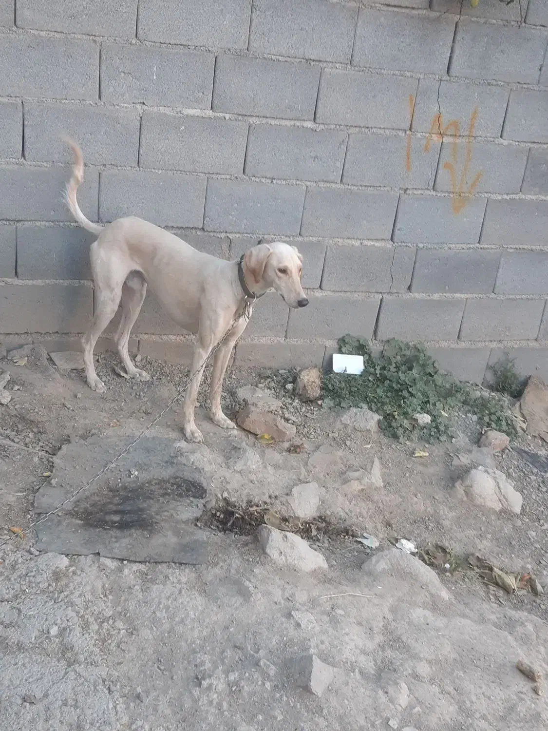 سگ تازی|سگ|دهگلان, |دیوار