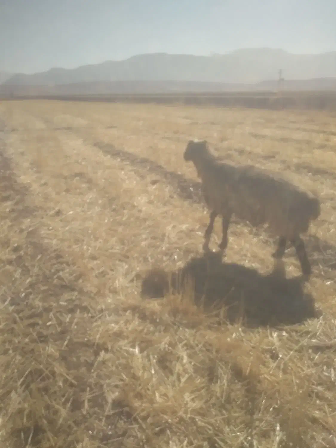 قوچ ۴رون|حیوانات مزرعه|خانمیرزا, |دیوار