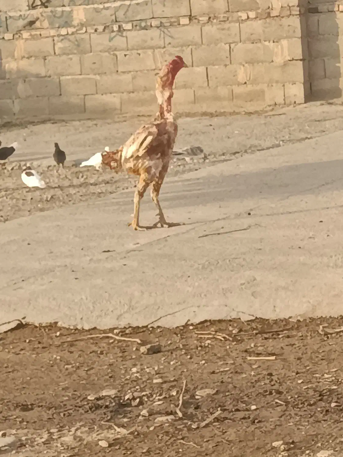 خروس|پرنده|میاندوآب, |دیوار