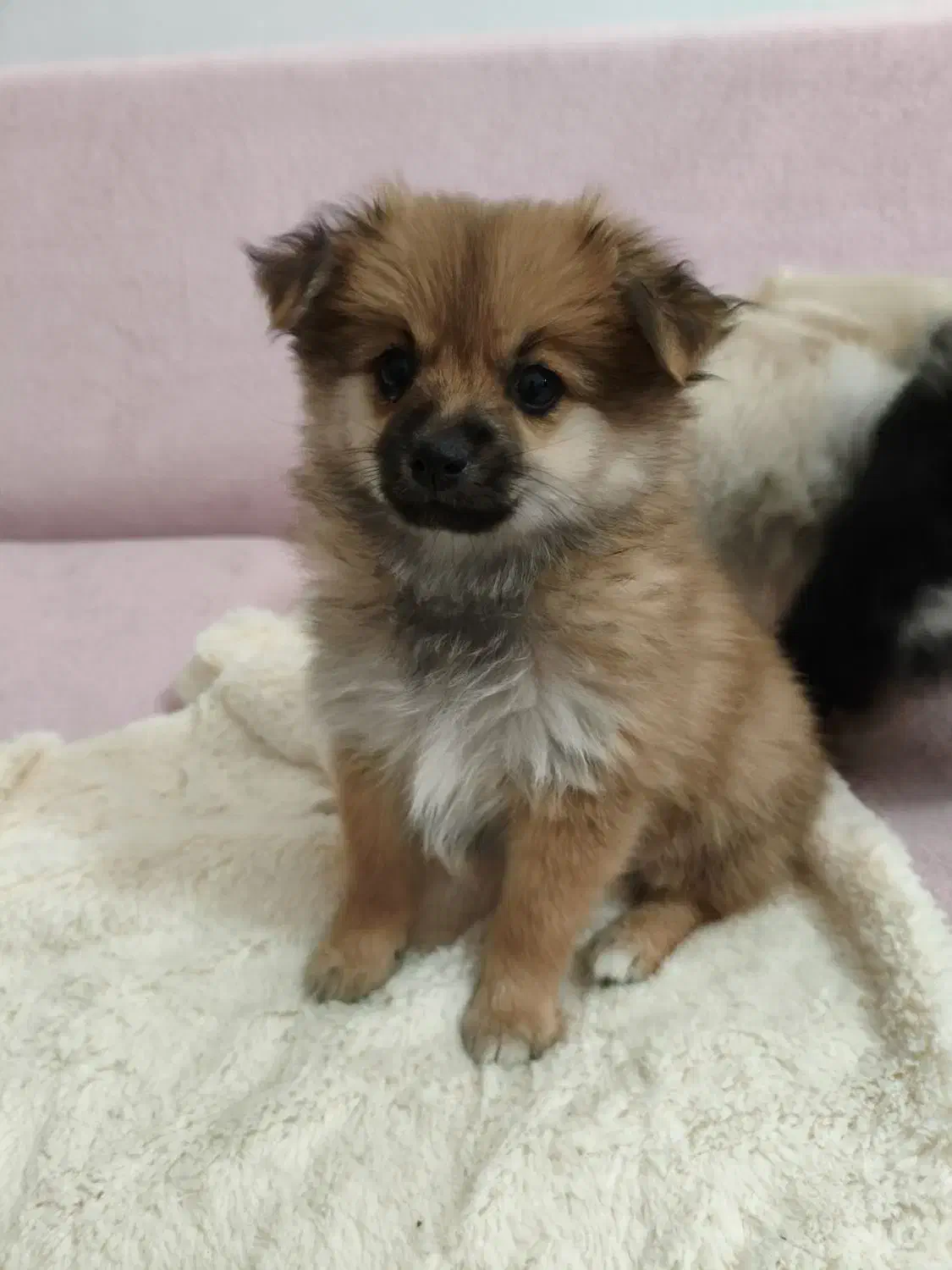 توله پامرانین زیبا و آموزش پذیر|سگ|مشهد, هنرور|دیوار