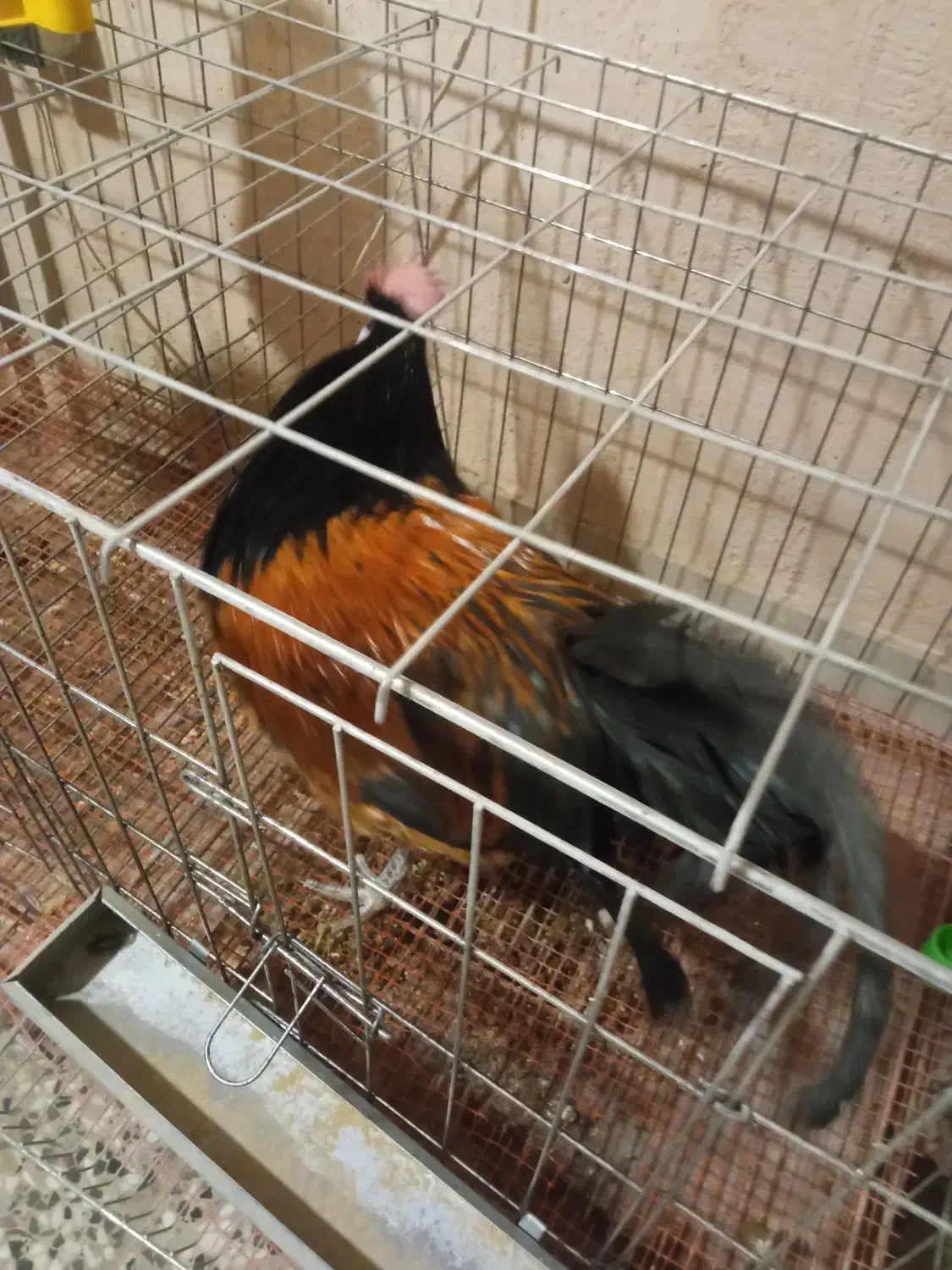 حراج کمیاب خروس ورورک و بارلوندر و قفس حرفه ای|حیوانات مزرعه|اصفهان, میرعماد|دیوار