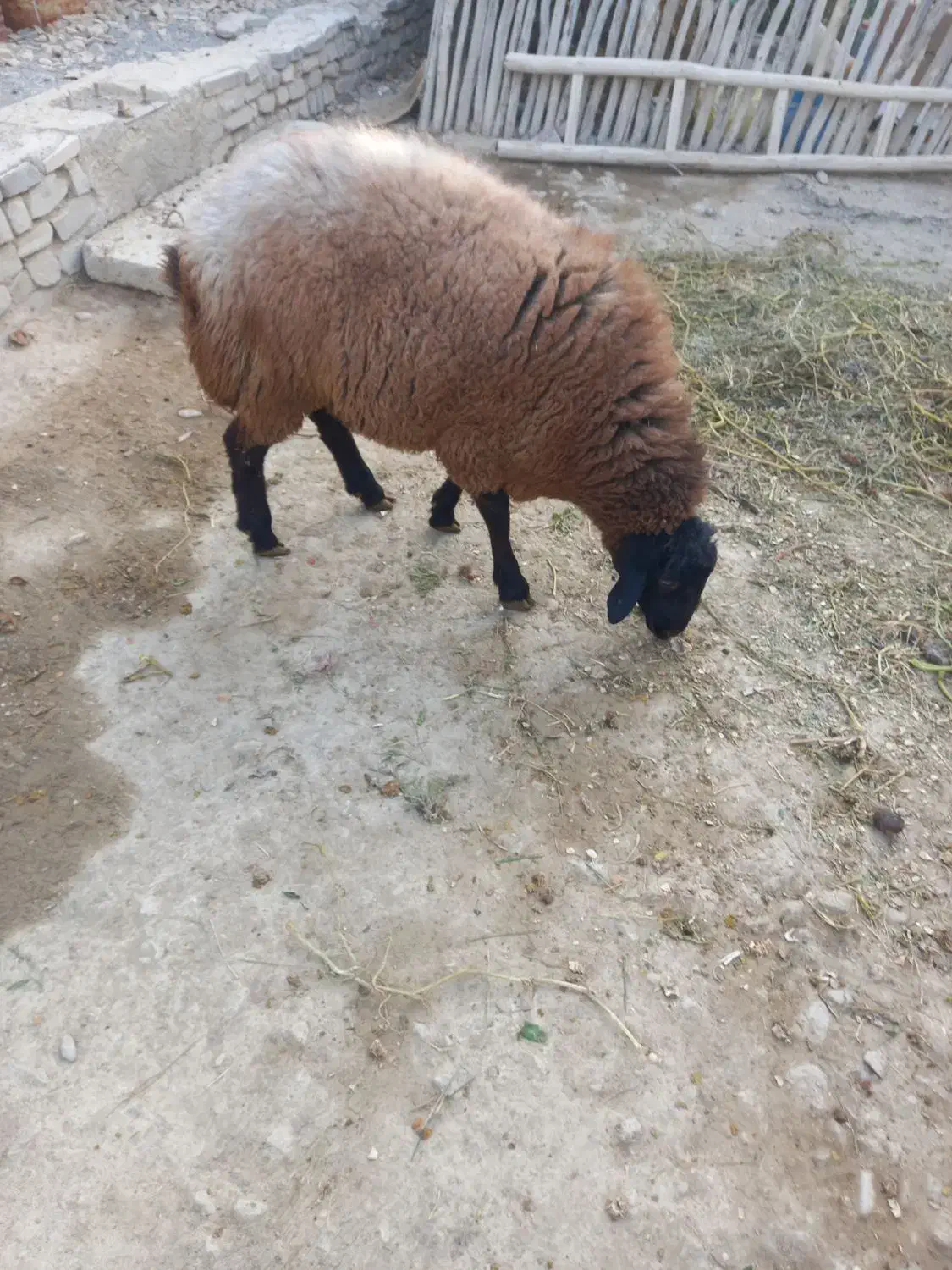 یک راس قوچ هترو دوساله نشده پلاک دار بفروش میرسد|حیوانات مزرعه|رزن, |دیوار