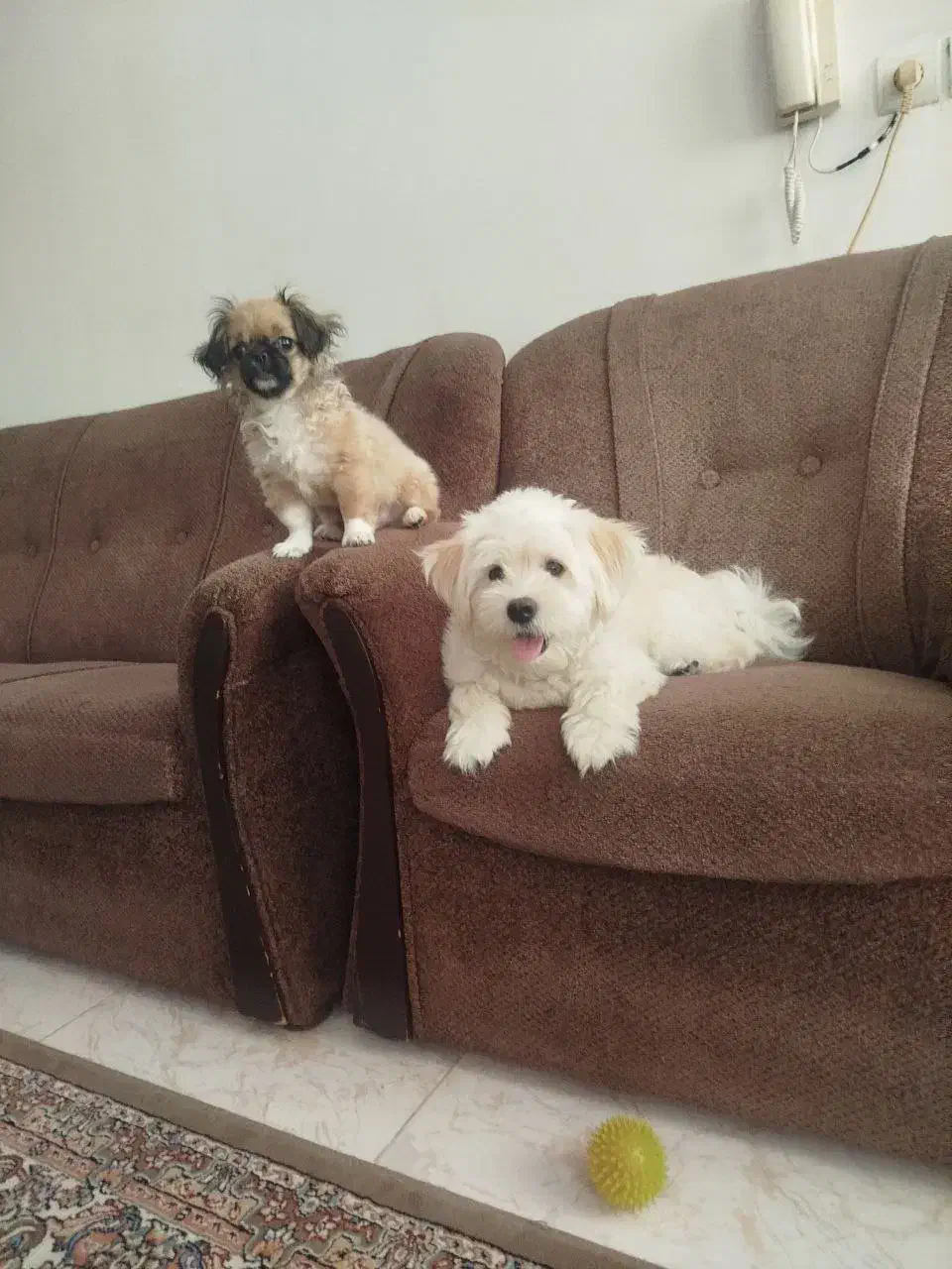 واگذاری سگ آپارتمانی|سگ|بابل, |دیوار