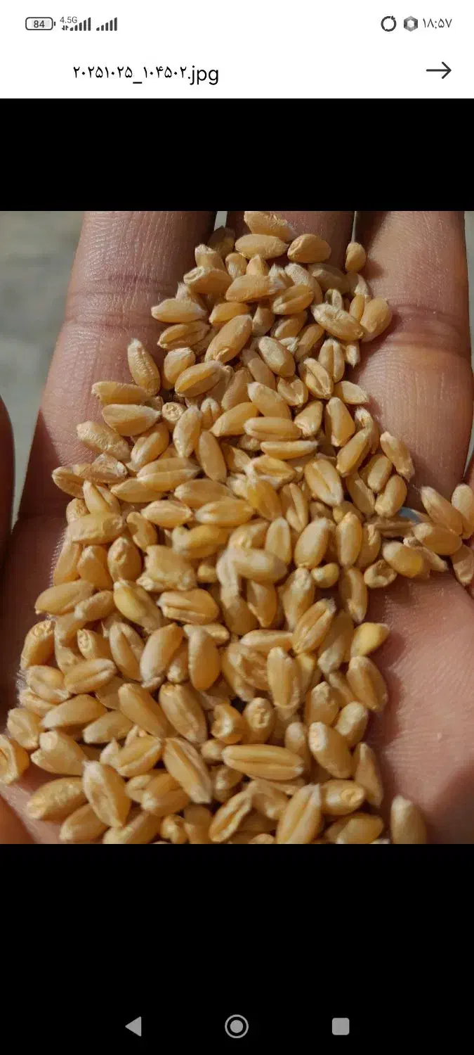 بذر گندم پیشگام چاق در جه یک دیم باران|عمده‌فروشی|خنداب, |دیوار