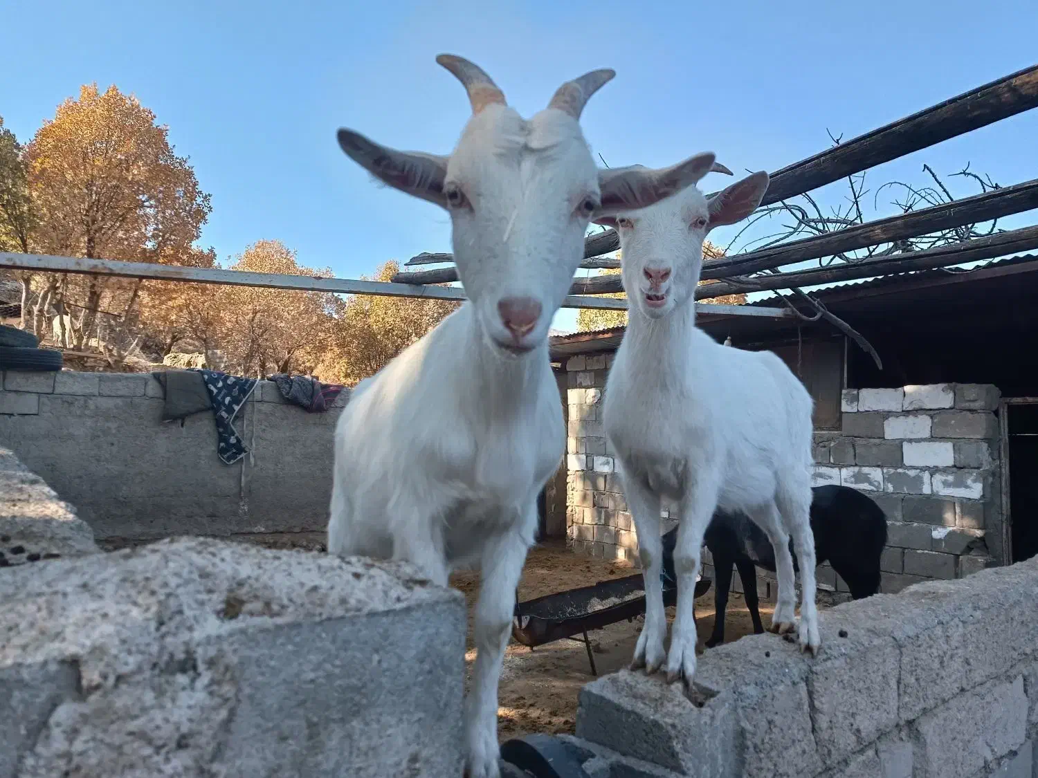 بز سانن|حیوانات مزرعه|صدرا-فارس, فاز ۲|دیوار