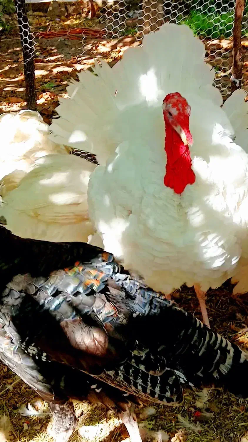 بوقلمون محلی بوربون برنز سفید|حیوانات مزرعه|سرچهان, |دیوار