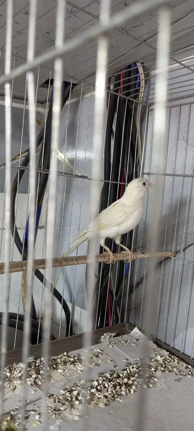 قناری سفید|پرنده|قم, زند آباد|دیوار