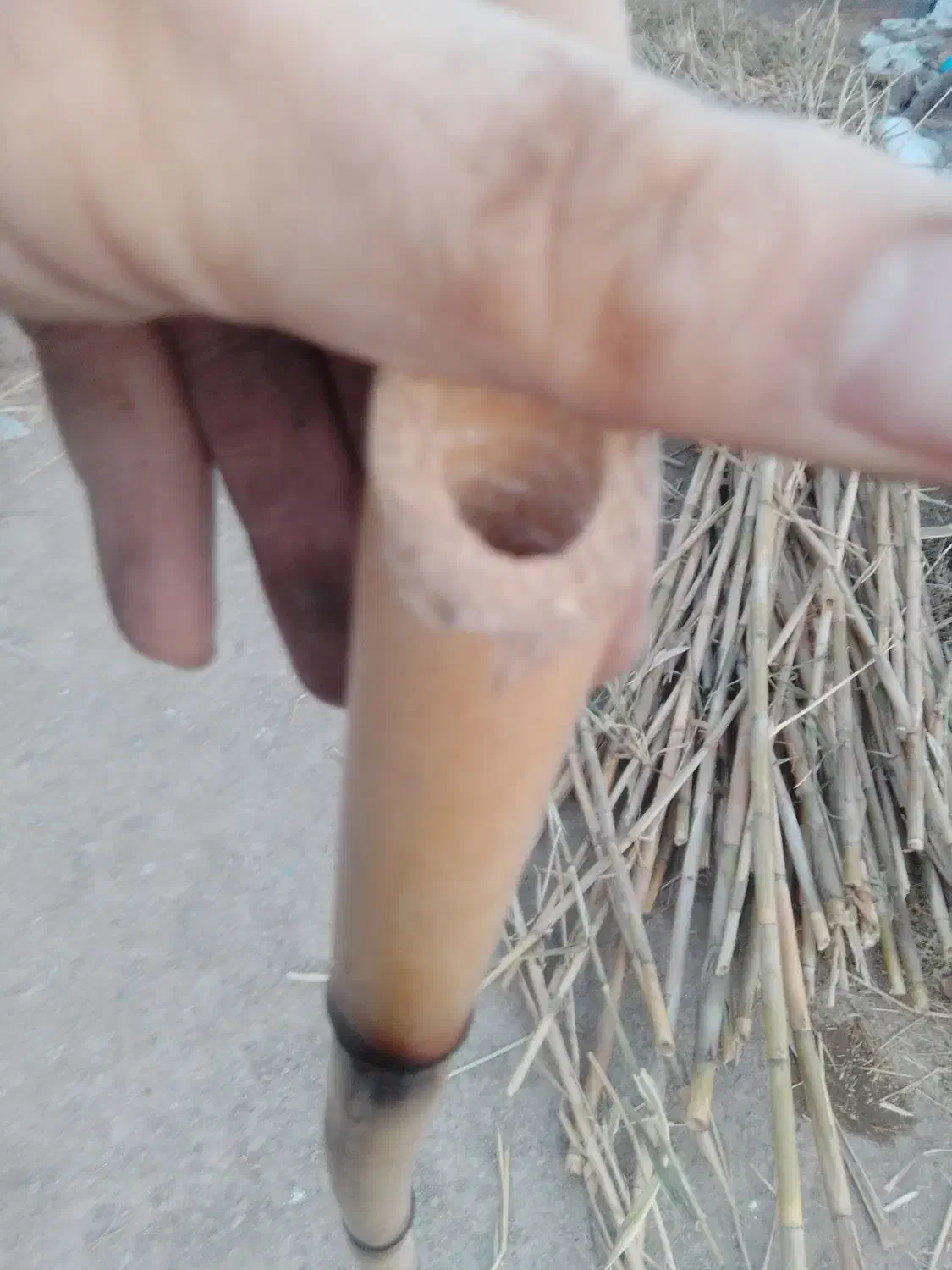 نی خیزران بامبو|ماهیگیری|ورامین, ورامین|دیوار