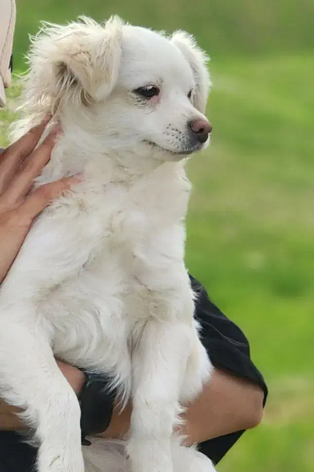 ۲ عدد سگ پاپی و توله های تازه به دنیا آمده بازیگوش|سگ|ابریشم, |دیوار