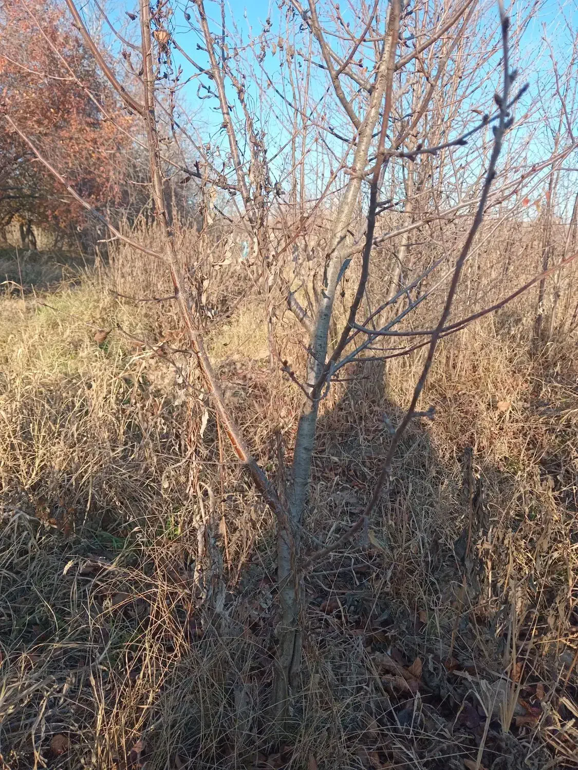 نهال آلبالوعددی۲۰۰۰۰تومان|حراج|فیرورق, |دیوار