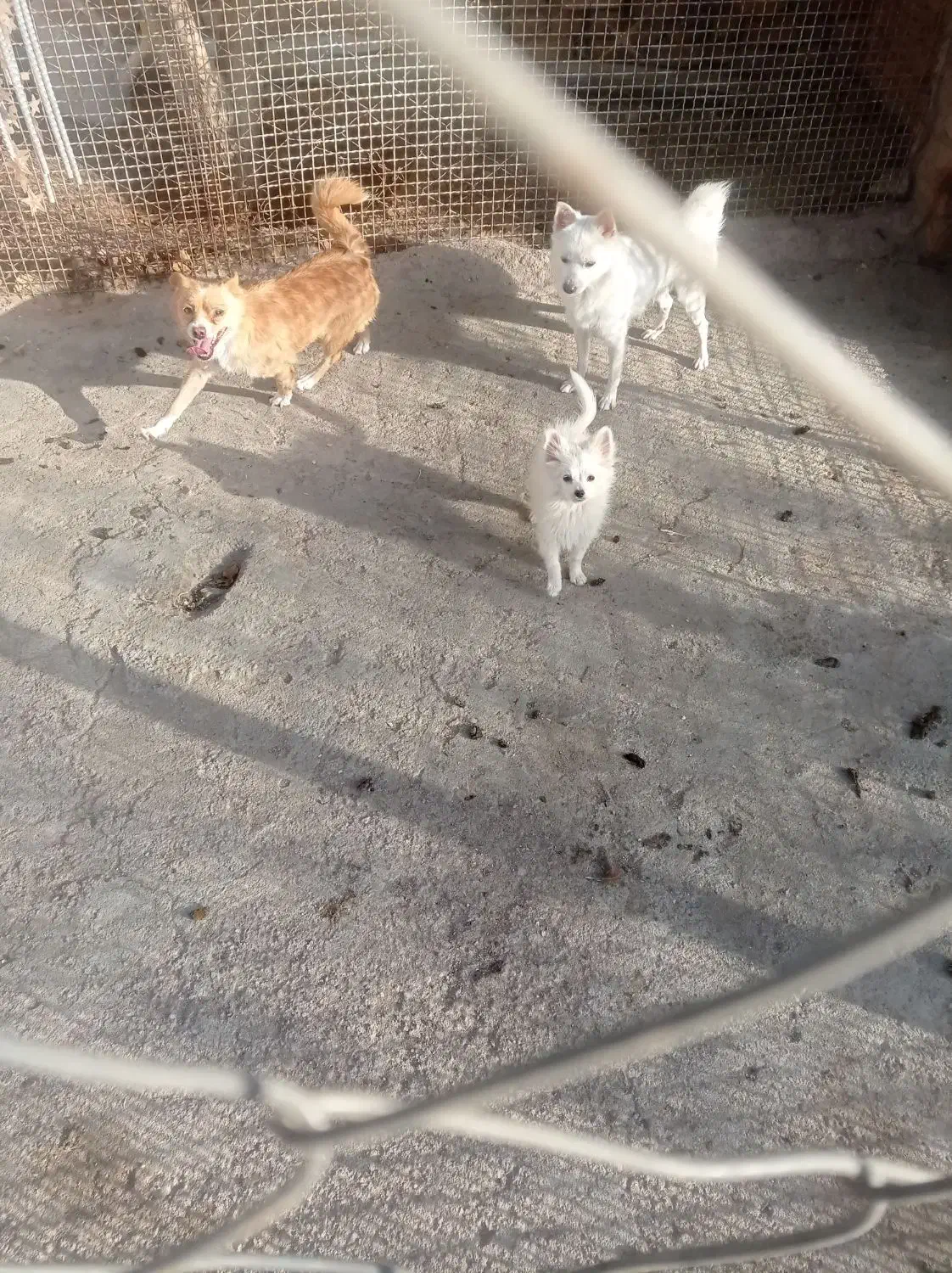 ۲ عدد سگ پامرین|سگ|قزوین, |دیوار