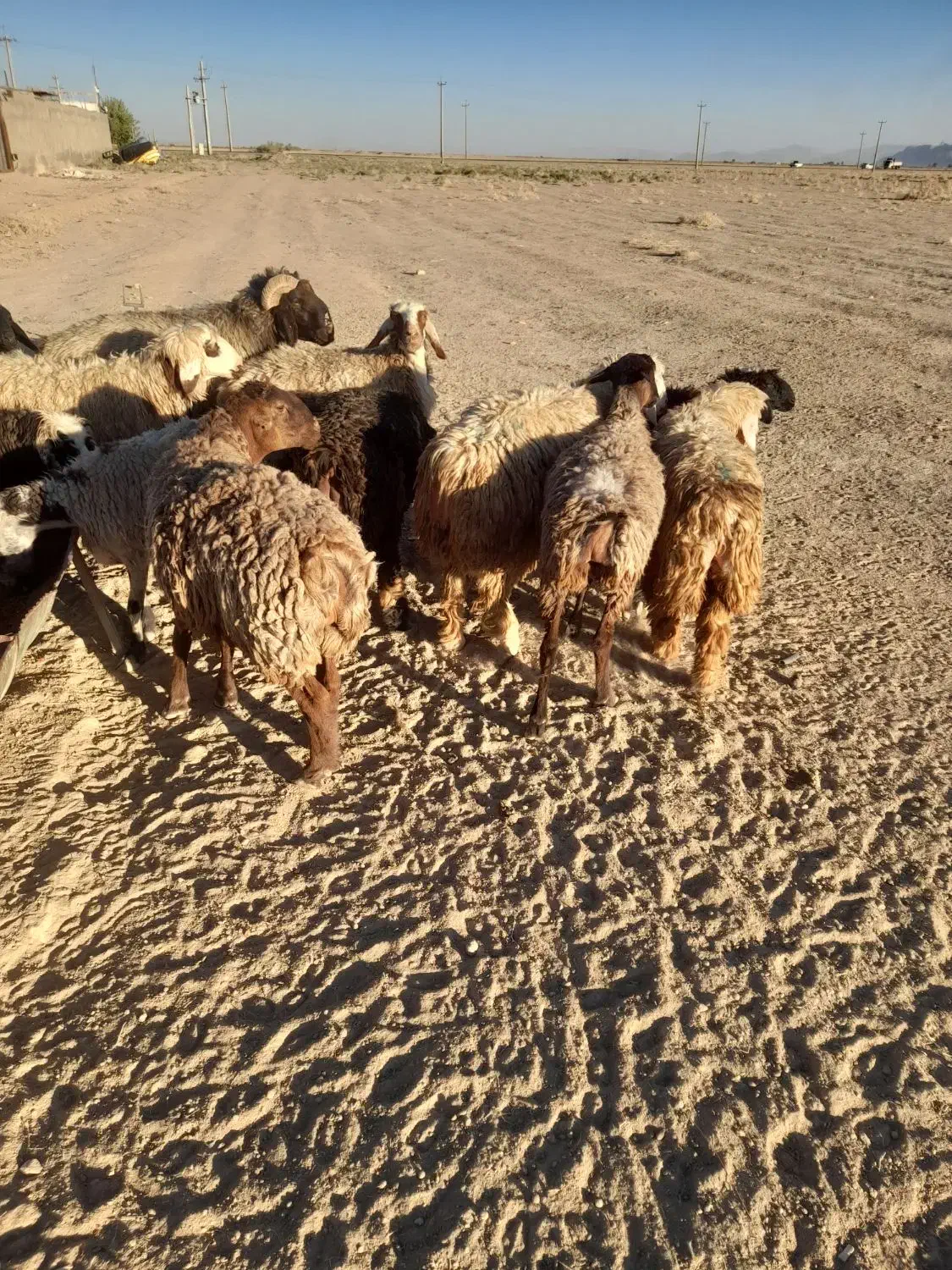 خرید و فروش|حیوانات مزرعه|مرودشت, دولت آباد|دیوار
