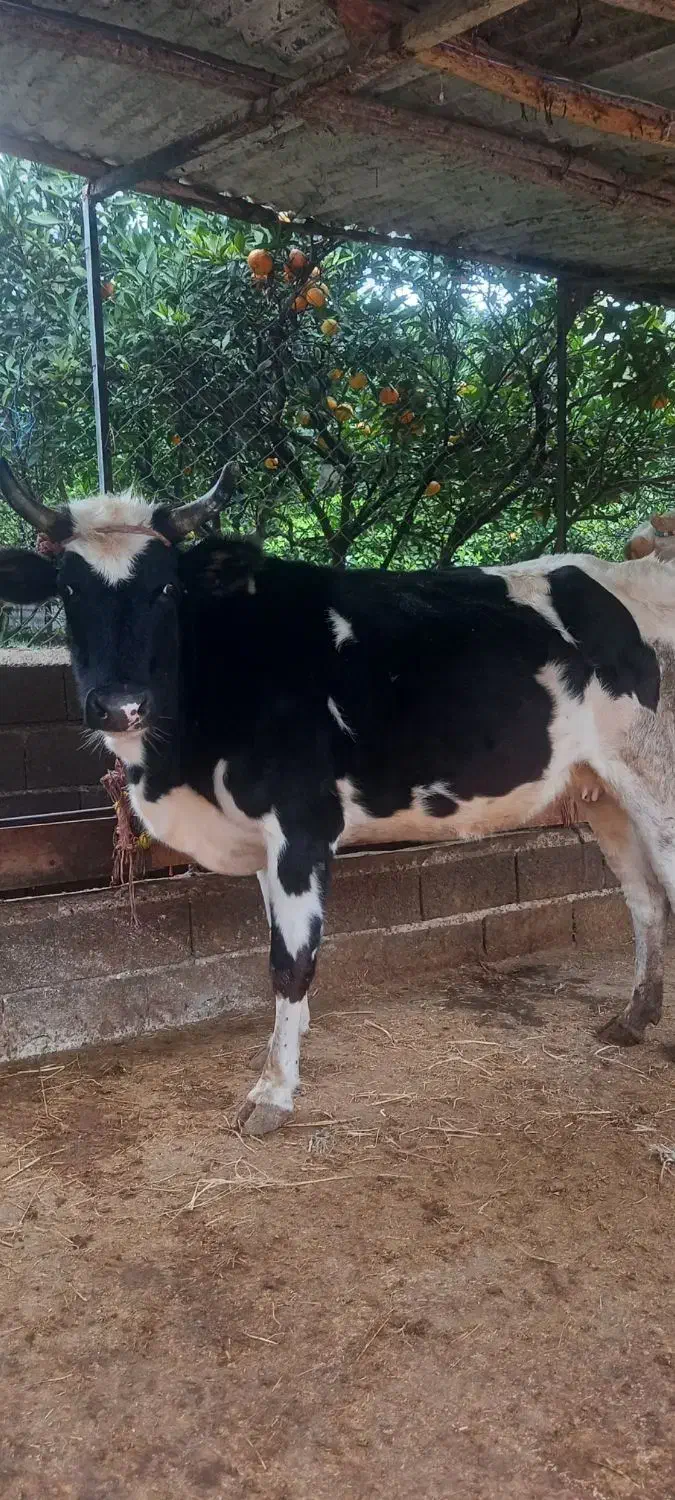 گاو دورگ صحرایی 7ماه ابستن|حیوانات مزرعه|ساری, |دیوار