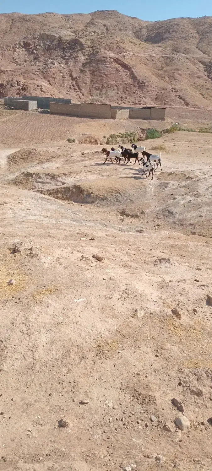 بز پاکستانی|حیوانات مزرعه|دره شهر, |دیوار