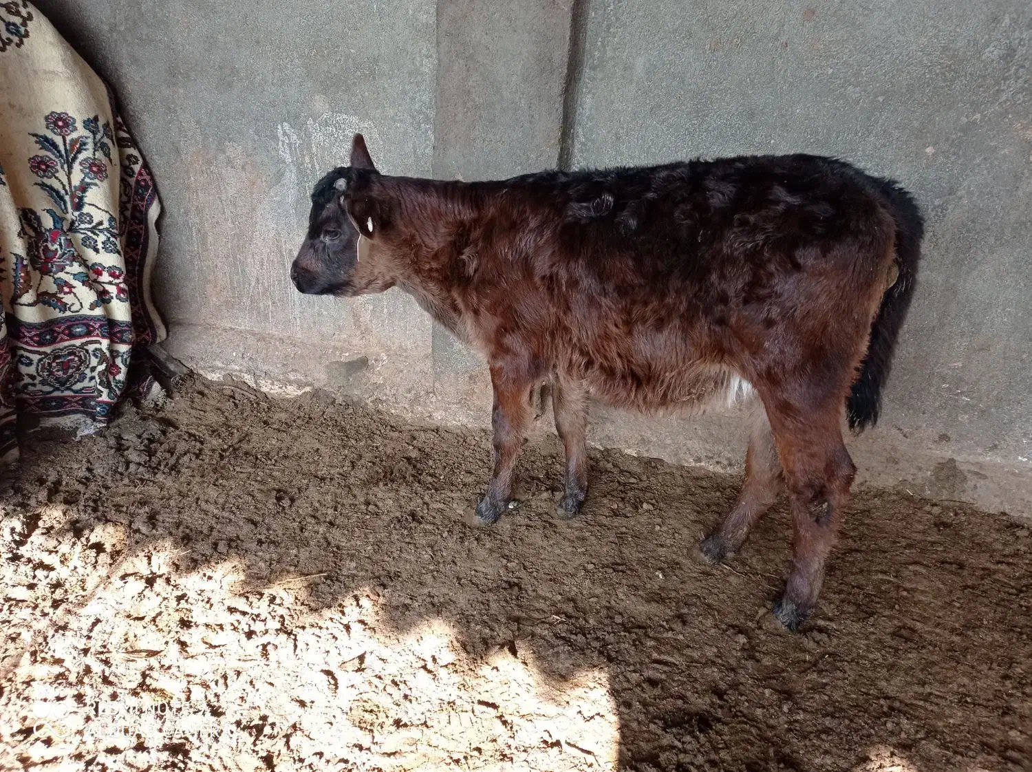 گوساله ماده|حیوانات مزرعه|مشهد, فرخد|دیوار