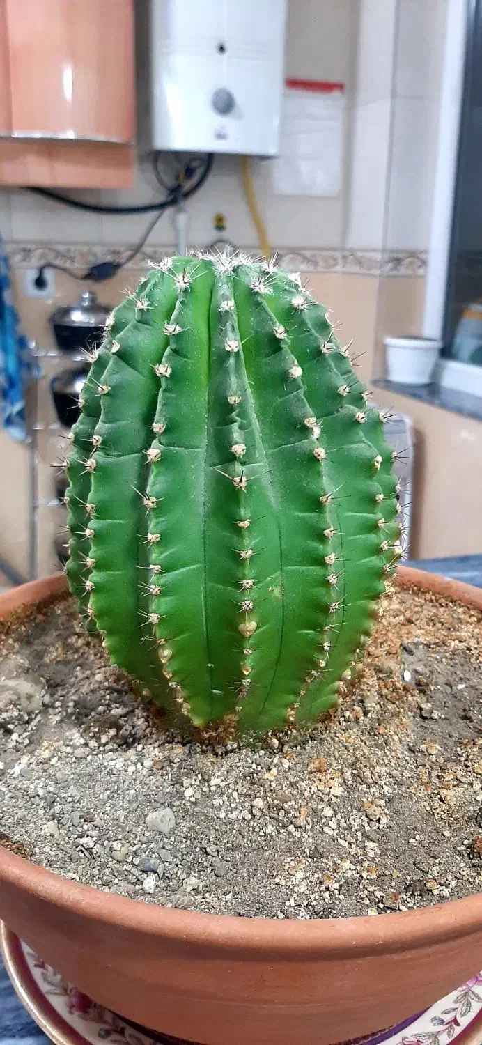 فروش کاتوس اچینو چهارساله|گل و گیاه طبیعی|سقز, |دیوار