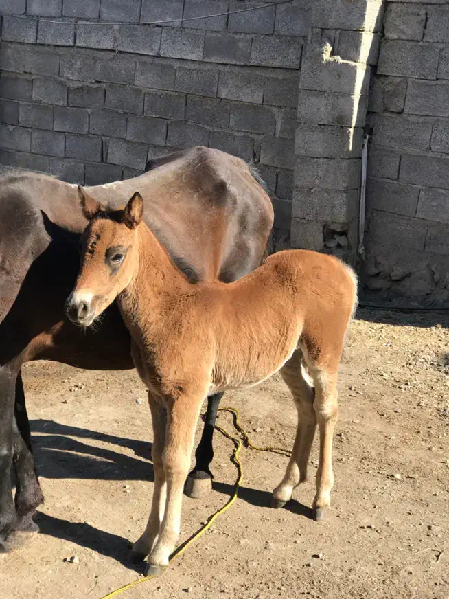 اسب مادیون|اسب و تجهیزات اسبسواری|زنجان, |دیوار